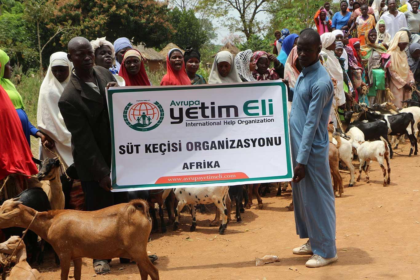 European Yetim Eli gives milk goats to poor families in Africa